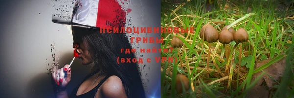 PSILOCYBIN Козловка